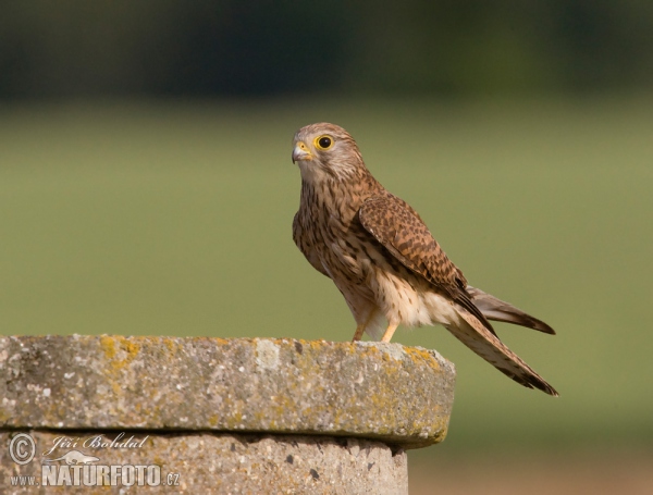 Burung Falko Serani