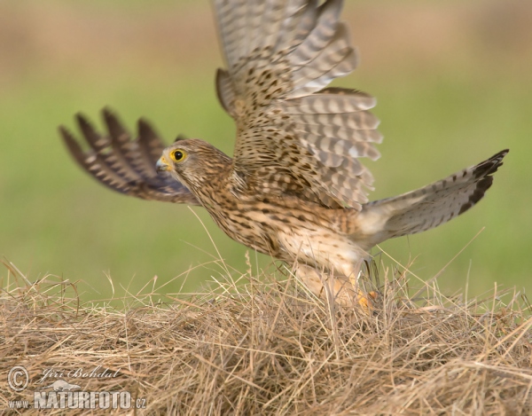 Burung Falko Serani