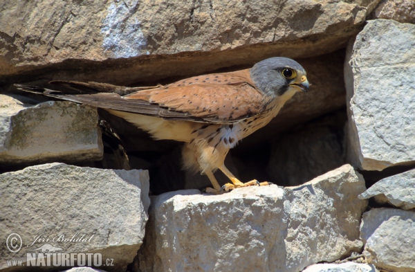 Burung Falko Serani