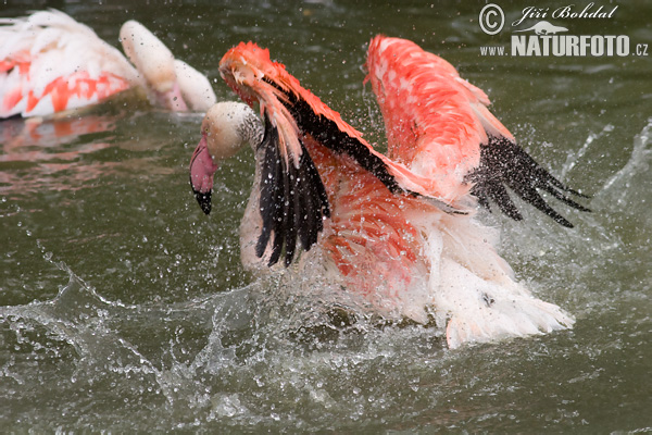 Burung Flamingo Besar