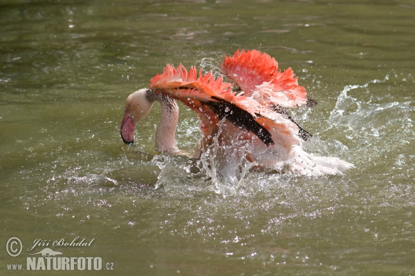  Burung  Flamingo Besar  Foto Gambar 