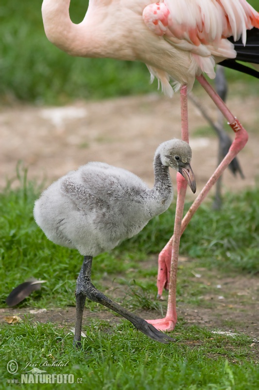 Burung Flamingo Besar