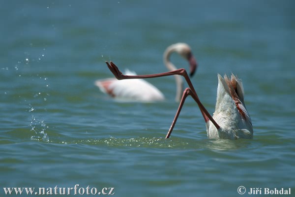 Burung Flamingo Besar