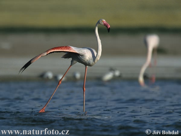 Burung Flamingo Besar