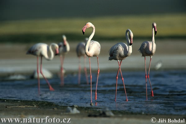 Burung Flamingo Besar