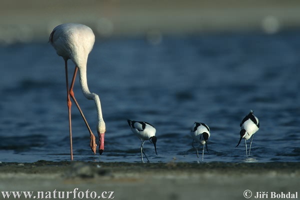 Burung Flamingo Besar