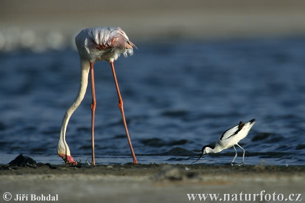 Burung Flamingo Besar