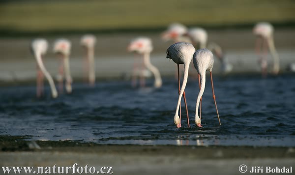 Burung Flamingo Besar