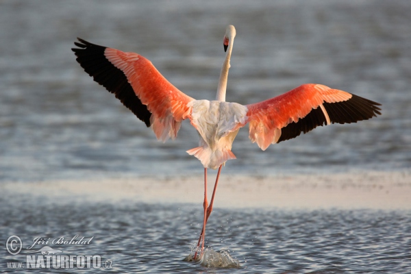 Burung Flamingo Besar