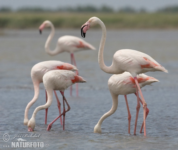 Burung Flamingo Besar