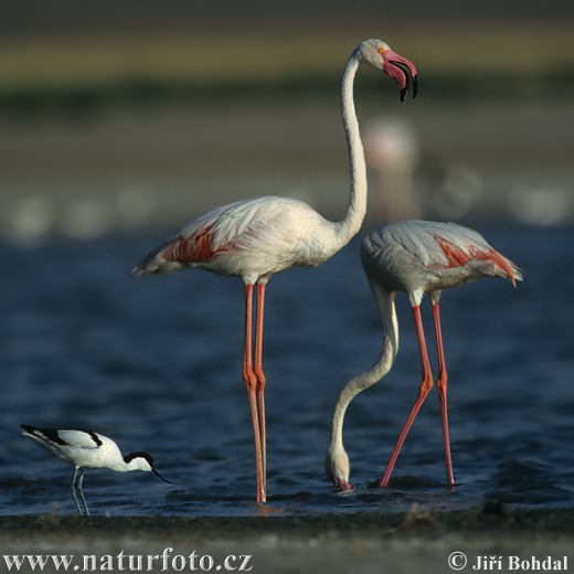 Burung Flamingo Besar