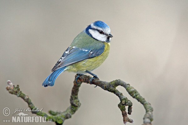 Burung gelatik biru