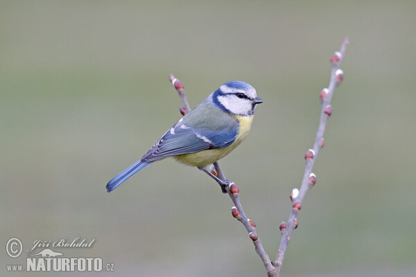 Burung gelatik biru