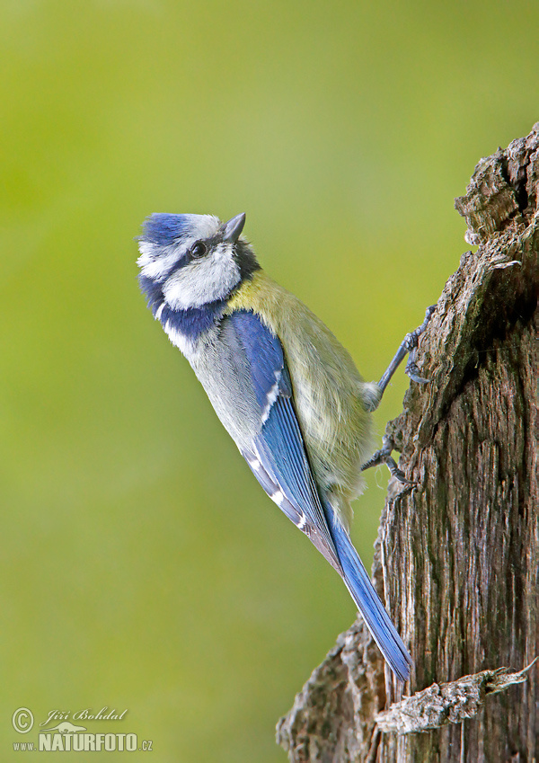 Burung gelatik biru