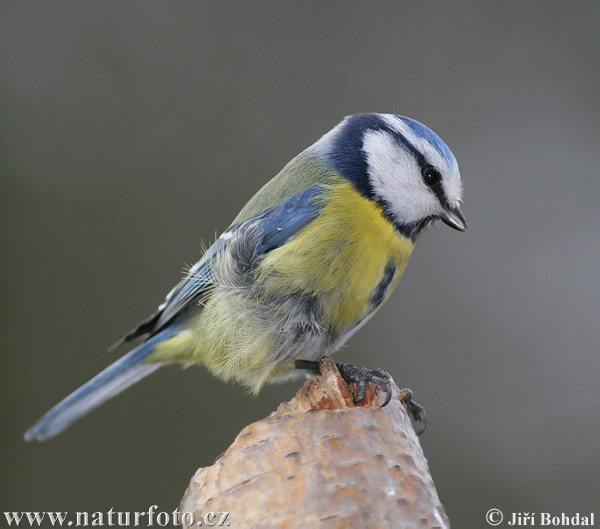 Burung gelatik biru