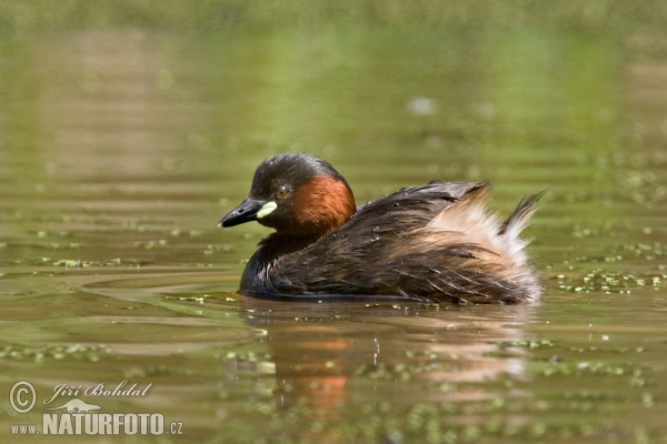 Burung Grebe Kecil