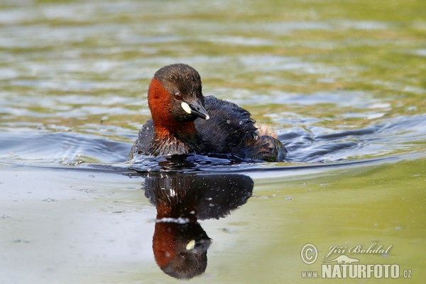 Burung Grebe Kecil