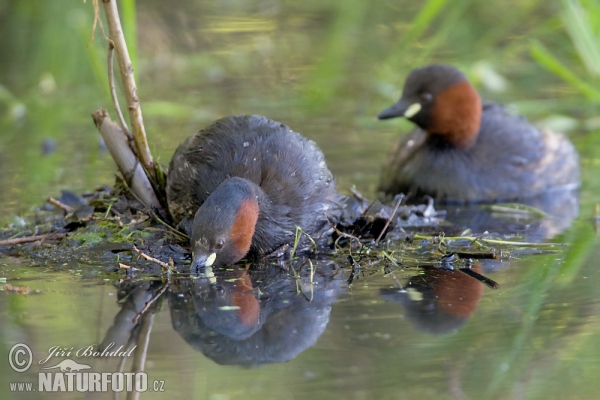 Burung Grebe Kecil