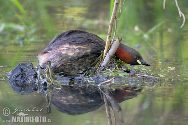 Burung Grebe Kecil