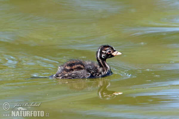 Burung Grebe Kecil