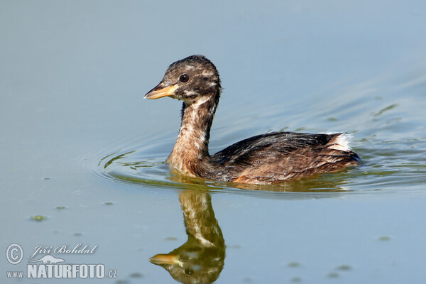 Burung Grebe Kecil