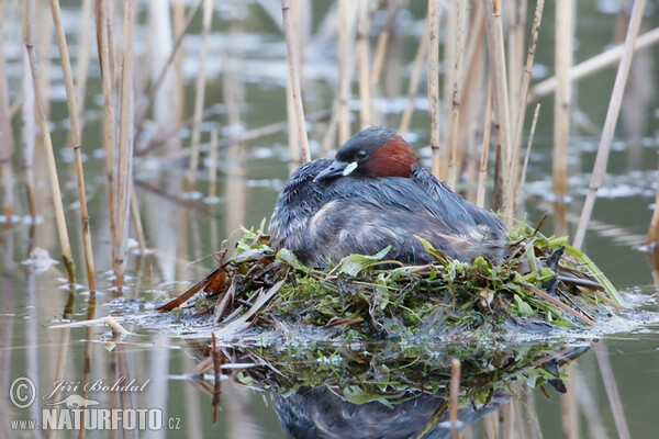 Burung Grebe Kecil