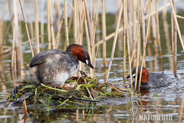 Burung Grebe Kecil