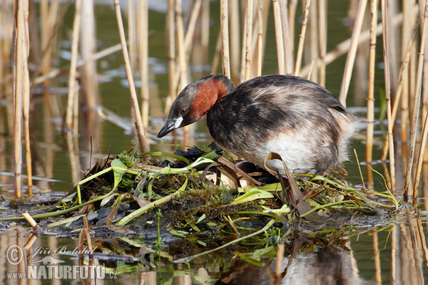 Burung Grebe Kecil