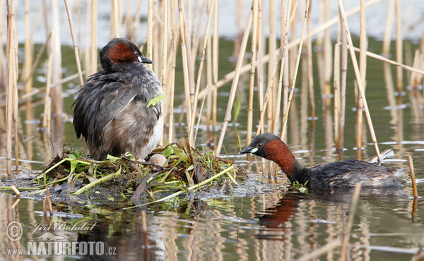 Burung Grebe Kecil