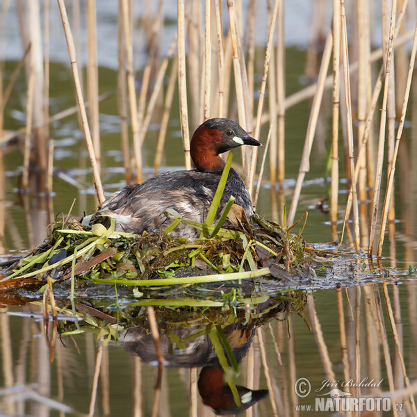 Burung Grebe Kecil