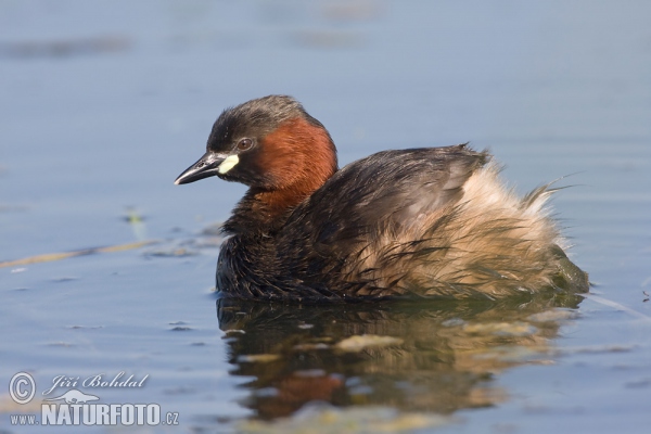 Burung Grebe Kecil