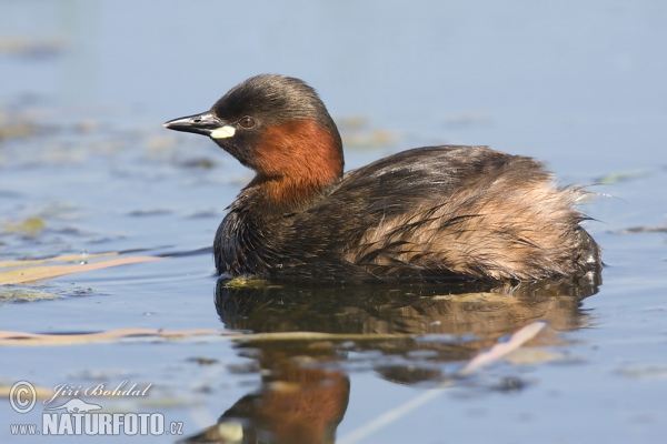 Burung Grebe Kecil