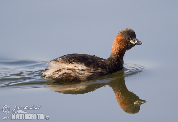 Burung Grebe Kecil