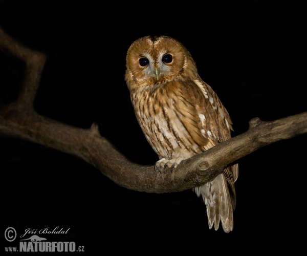 Burung hantu cokelat