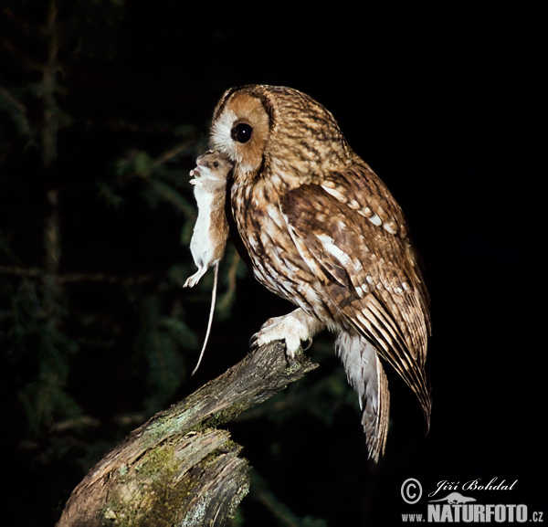 Burung hantu cokelat