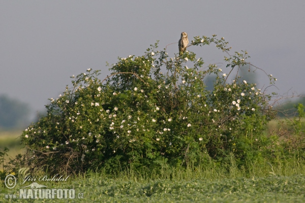 Burung-hantu telinga-pendek