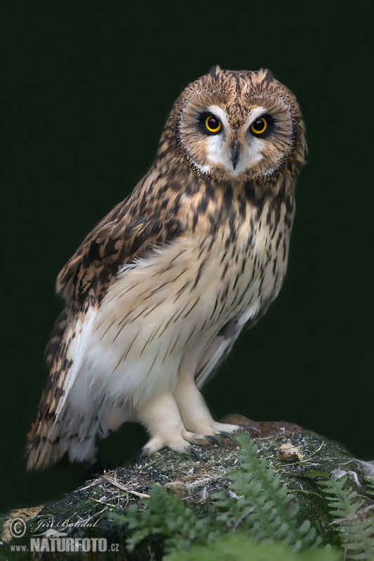 Burung-hantu telinga-pendek