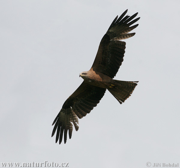 Burung Helang Kembara Hitam