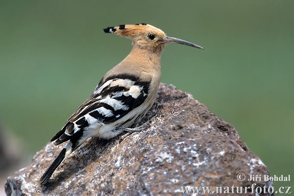 Burung hud-hud