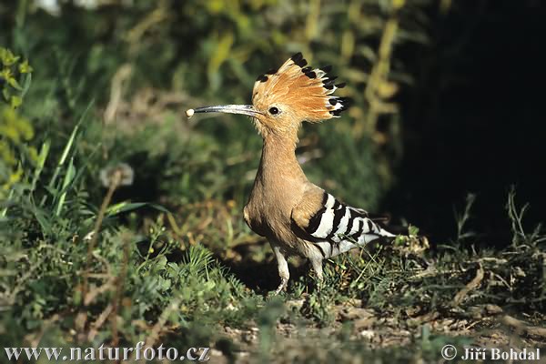 Burung hud-hud