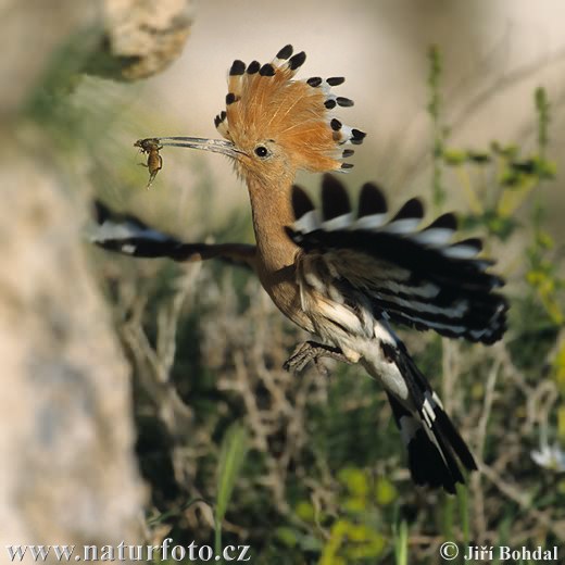 Burung hud-hud