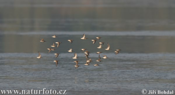 Burung Kedidi Dunlin