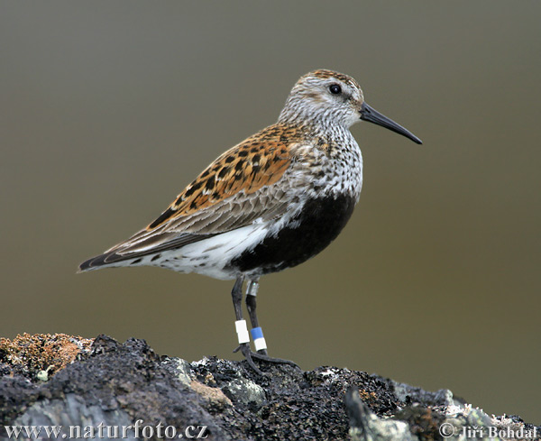 Burung Kedidi Dunlin