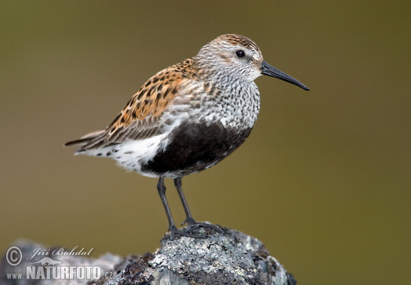 Burung Kedidi Dunlin