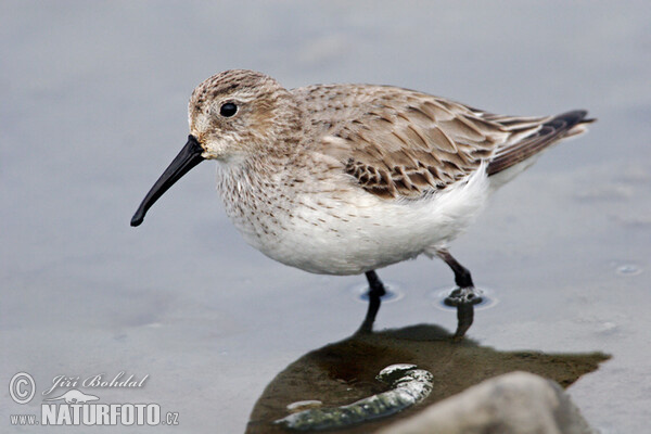 Burung Kedidi Dunlin