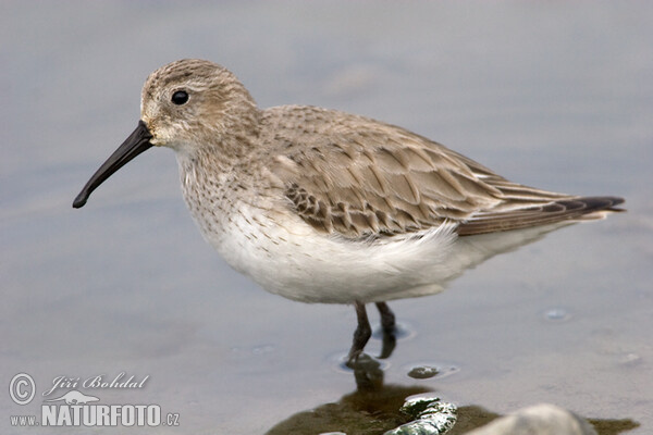 Burung Kedidi Dunlin