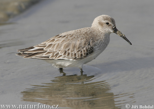 Burung Kedidi Dunlin