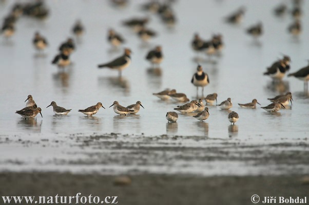 Burung Kedidi Dunlin