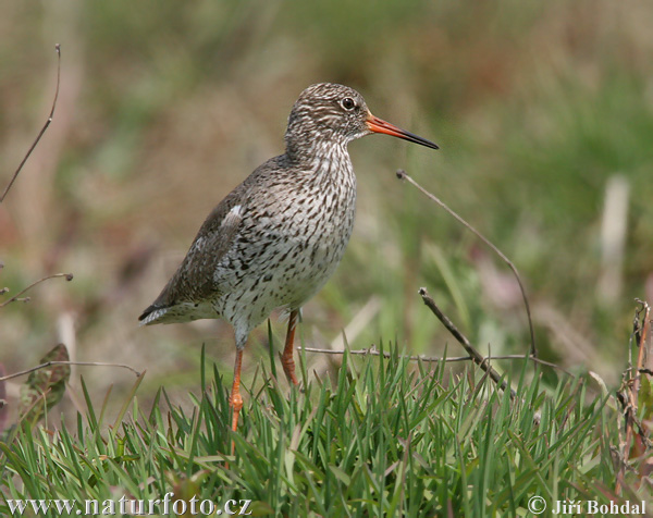 Burung Kedidi Kaki Merah