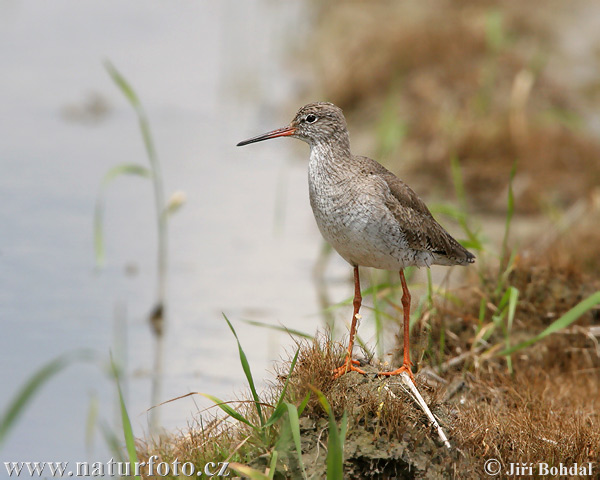 Burung Kedidi Kaki Merah